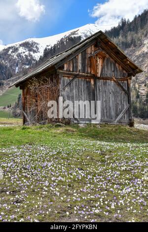 Hütte, Stadel, Holzhütte, Almhütte, Heustadel, Balken, Brett, Tradition, Kals, Großglockner, Osttirol, Krokusse, Krokuswiese, Frühling, Blüte, Blütenk Stockfoto