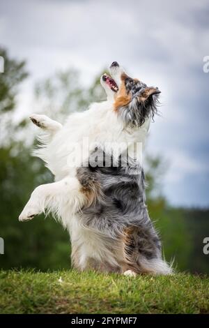 Australian Shepherd macht Tricks Stockfoto