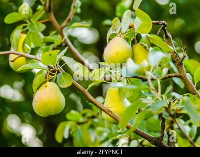 Birnenfrüchte auf dem Baum, umgeben von Blättern und Ästen Eines Baumes Stockfoto