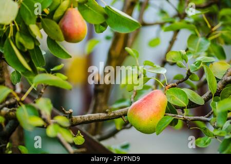 Birnenfrüchte auf dem Baum, umgeben von Blättern und Ästen Eines Baumes Stockfoto