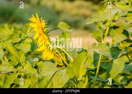 Nahaufnahme eines unreifen, grünen Kopfes und einer leuchtend blühenden Sonnenblume in einem Sommerfeld. Stockfoto