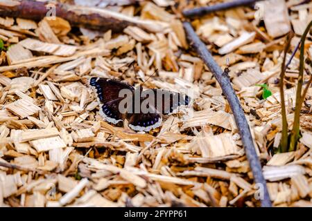 Trauerumhang Schmetterling im Stadtpark Stockfoto