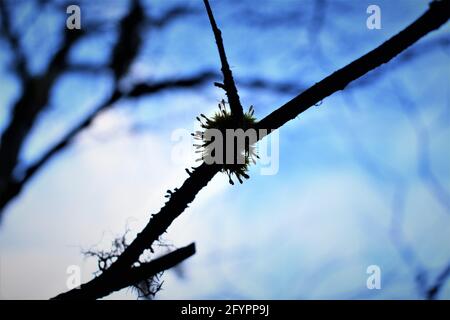 Moos auf einem Ast im Freien Stockfoto