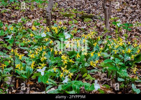 Forellenlilie blüht im Stadtpark Stockfoto