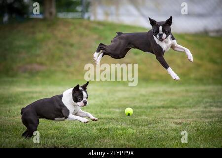 Zwei Boston Terrier spielen Ball Stockfoto