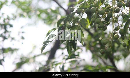 Nahaufnahme der Blätter und Oliven eines Olivenbaums Stockfoto