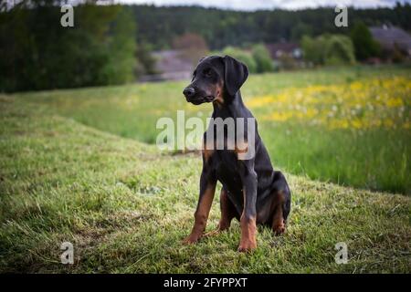 Dobermann Pinscher Welpe Stockfoto