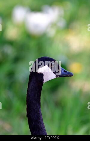 Wien, Österreich. Kanadagans (Branta canadensis) im Wasserpark Floridsdorf Stockfoto