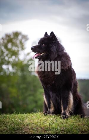 Eurasische Hund