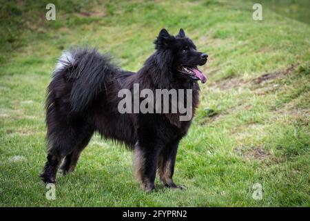 Eurasische Hund