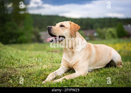 Gelber Labrador Retriever Stockfoto
