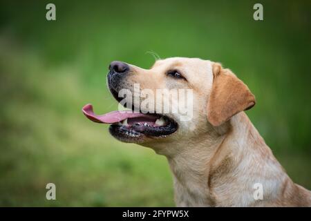 Gelber Labrador Retriever Stockfoto