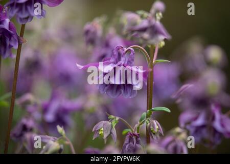 Aquilegia (Granny's Bonnet) wächst in einem Garten in Worcestershire, Großbritannien Stockfoto