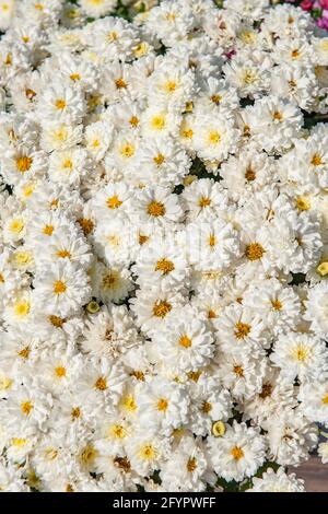 Schöne vertikale Hintergrund von weißen Terry Chrysanthemen von mittlerer Größe. Weiße Blüten mit gelben Zentren schaffen einen natürlichen Pflanzenhintergrund. Stockfoto