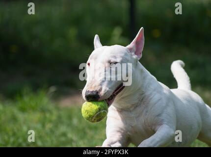 Weißer Miniatur-Bullterrier im Park Stockfoto