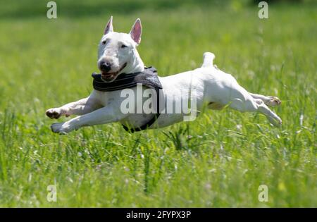 Weißer Miniatur-Bullterrier im Park Stockfoto