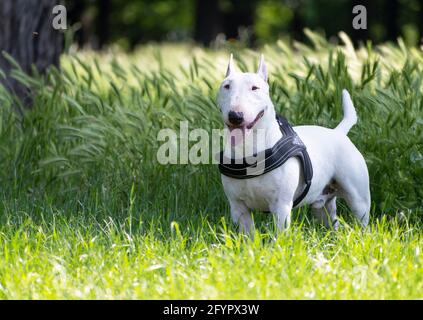 Weißer Miniatur-Bullterrier im Park Stockfoto