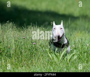 Weißer Miniatur-Bullterrier im Park Stockfoto