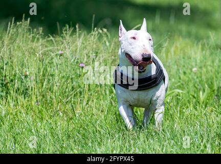 Weißer Miniatur-Bullterrier im Park Stockfoto