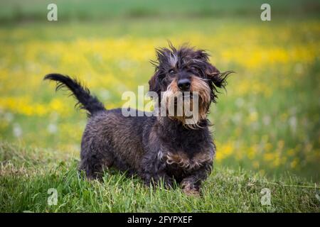 Rauhaar Dackel Stockfoto