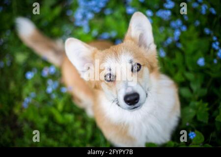 Welsh Corgi Pembroke Stockfoto