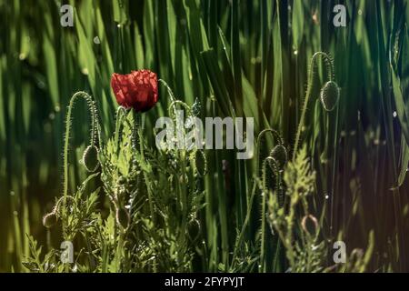 Roter Mohn im Feld Stockfoto