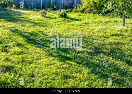 Gras darf länger wachsen für No Mow May mit einem kurzen Weg durch ihn. Lässt wilde Blumen blühen und hilft Insekten. Stockfoto