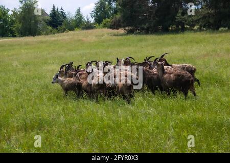 Vor dem Hintergrund des Waldes läuft eine Ziegenherde in die Ferne. Verhaltensfaktor von Tieren beim Anblick der Gefahr. Stockfoto