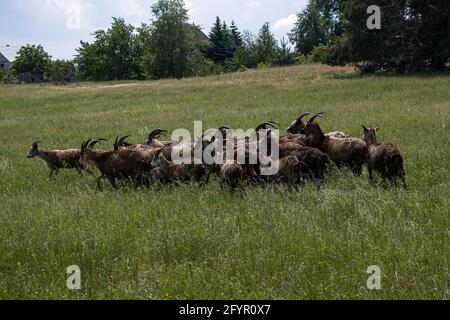 Vor dem Hintergrund des Waldes läuft eine Ziegenherde in die Ferne. Verhaltensfaktor von Tieren beim Anblick der Gefahr. Stockfoto