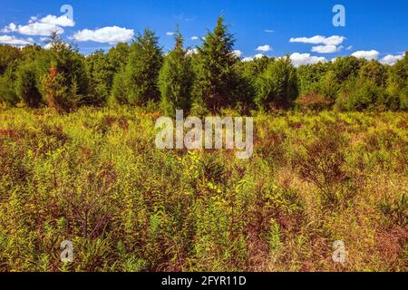 Ein ehemaliges Landwirtschaftsfeld, das sich in den frühen Stadien der Waldübernahme im Cherry Valley National Wildlife Refuge im Nordosten von Pennsylvania befindet. Stockfoto