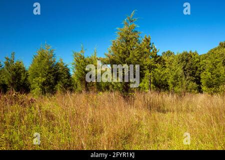 Ein ehemaliges Landwirtschaftsfeld, das sich in den frühen Stadien der Waldübernahme im Cherry Valley National Wildlife Refuge im Nordosten von Pennsylvania befindet. Stockfoto