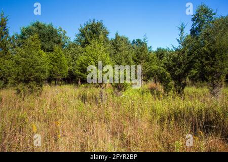 Ein ehemaliges Landwirtschaftsfeld, das sich in den frühen Stadien der Waldübernahme im Cherry Valley National Wildlife Refuge im Nordosten von Pennsylvania befindet. Stockfoto