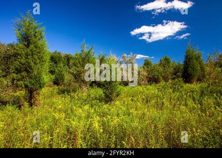 Ein ehemaliges Landwirtschaftsfeld, das sich in den frühen Stadien der Waldübernahme im Cherry Valley National Wildlife Refuge im Nordosten von Pennsylvania befindet. Stockfoto