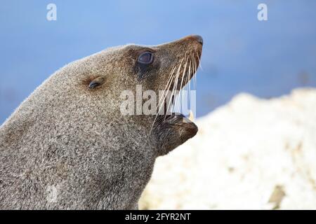 Neuseeländischer Seebär / Neuseeländischer Seehund / Arctocephalus forsteri Stockfoto