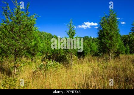 Ein ehemaliges Landwirtschaftsfeld, das sich in den frühen Stadien der Waldübernahme im Cherry Valley National Wildlife Refuge im Nordosten von Pennsylvania befindet. Stockfoto