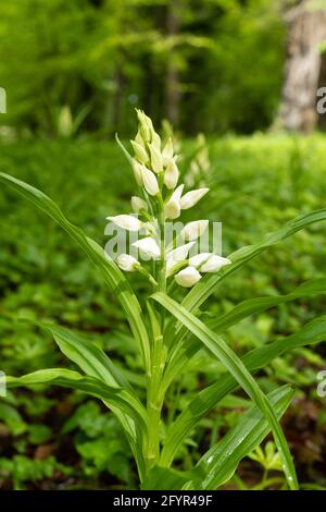 Cepalanthera longifolia, gebräuchliche Namen Schmalblättriger Helleborine oder schwerblättriger Helleborine, in Chappett's Copse, Hampshire, Großbritannien, blüht im Mai Stockfoto