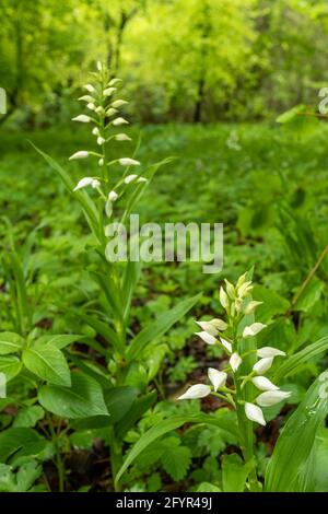 Cepalanthera longifolia, gebräuchliche Namen Schmalblättriger Helleborine oder schwerblättriger Helleborine, in Chappett's Copse, Hampshire, Großbritannien, blüht im Mai Stockfoto