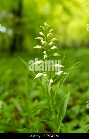 Cepalanthera longifolia, gebräuchliche Namen Schmalblättriger Helleborine oder schwerblättriger Helleborine, in Chappett's Copse, Hampshire, Großbritannien, blüht im Mai Stockfoto