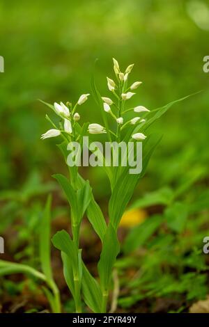 Cepalanthera longifolia, gebräuchliche Namen Schmalblättriger Helleborine oder schwerblättriger Helleborine, in Chappett's Copse, Hampshire, Großbritannien, blüht im Mai Stockfoto