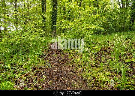 Cepalanthera longifolia, gebräuchliche Namen Schmalblättriger Helleborine oder schwerblättriger Helleborine, in Chappett's Copse, Hampshire, Großbritannien, blüht im Mai Stockfoto