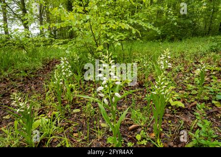 Cepalanthera longifolia, gebräuchliche Namen Schmalblättriger Helleborine oder schwerblättriger Helleborine, in Chappett's Copse, Hampshire, Großbritannien, blüht im Mai Stockfoto