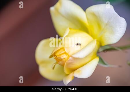 Ameise, die auf den gelben Blütenblättern einer Rose läuft Feder Stockfoto