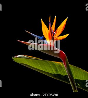 Paradiesvögel Blume und Blatt Nahaufnahme wieder beleuchtet Ein schwarzer Hintergrund Stockfoto