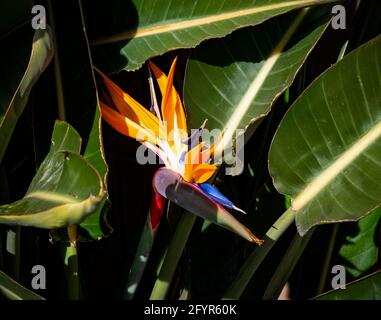 Bunte Paradiesvögel Blume Nahaufnahme von grünen Blättern eingerahmt Hintergrund Stockfoto