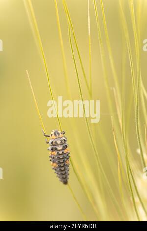 Marienkäfer-Larve auf einer Pflanze in freier Wildbahn Stockfoto