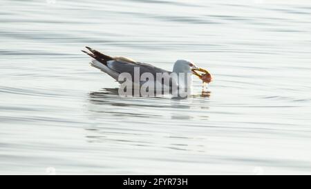 Fütterung der Kaspischen Möwe (Larus cachinnans) Stockfoto