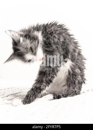 Nass nach einer Badekatze Stockfoto