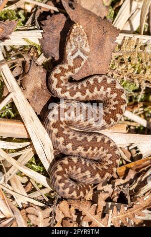 Babyadder (Vipera berus) in Hampshire Heathland, England, Großbritannien. Junge, unreife Schlange. Stockfoto