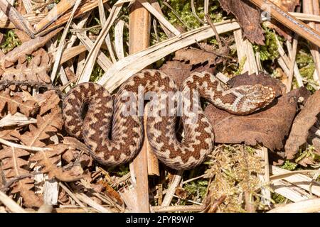 Babyadder (Vipera berus) in Hampshire Heathland, England, Großbritannien. Junge, unreife Schlange. Stockfoto