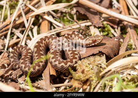 Babyadder (Vipera berus) in Hampshire Heathland, England, Großbritannien. Junge, unreife Schlange. Stockfoto